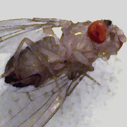 Drosophila, gene expression, academic life, and things that make me smile.