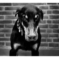 Bruno Daffini (@brunodaffini) 's Twitter Profile