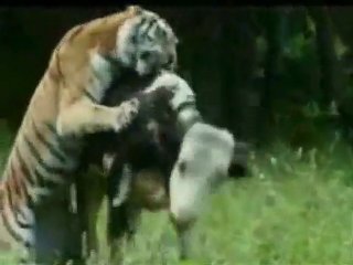 I hate lion people imma tiger I speak tha truth suplex ya face