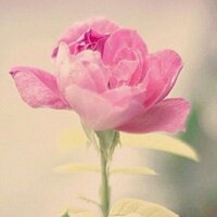 عبير الغفيص .. (@salohe_3bode) 's Twitter Profile