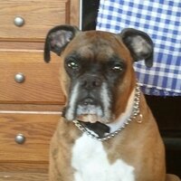 Rose Millard (@rosetteta) 's Twitter Profile
