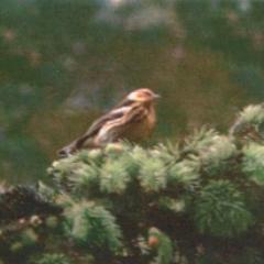 Scientific Officer at the Beatson Institute, Cancer Research UK. Chairperson of the Paisley Natural History Society. Researching the Lesser Whitethroat.