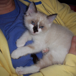 LeoTheDog2's profile picture. I'm a Mom. I love cat's, dog's, quilting and traveling.  I want to live in Hawaii.  I wish I didn't have to work full time.