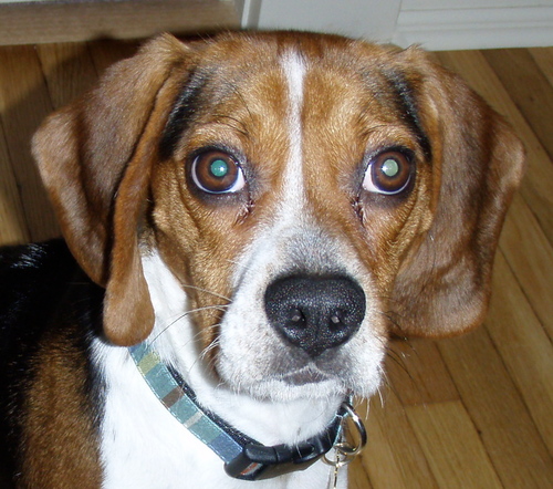 ChipF71's profile picture. 