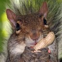 Daniel Nott - @priesthoodmenAK - Twitter