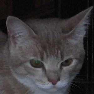ffuyyo Profile Picture