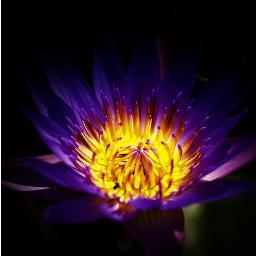 Jawa_her1's profile picture. 