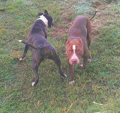 puppies have came blue pits call 9362011969