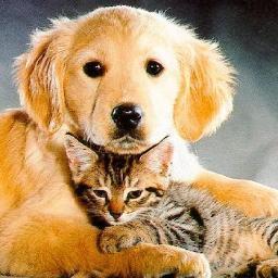Mensagens, Telemensagens, frases, fotos, imagens e muitos mais... Tudo para Facebook e Orkut