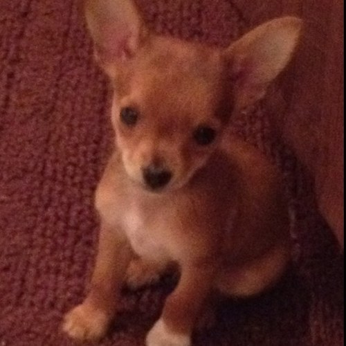 kahu61's profile picture. 