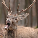 CoreyFox - @CoreyFox84 - Twitter