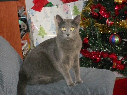 claudiapoulin1's profile picture. 