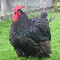 Portablecoop's profile picture. Looking for a Portable Chicken Coop? We feature large and small coops, Eco Coops, DIY and Ready To Go Coops.