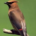 Kimberly Berman - @WaxwingNH - Twitter