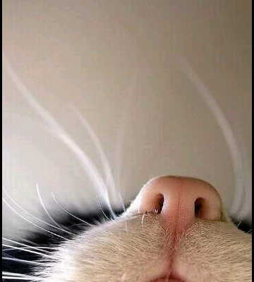 Borreguititito's profile picture. No me sigan, no los voy a iluminar ni con mi sapiencia ni con mi acidez...