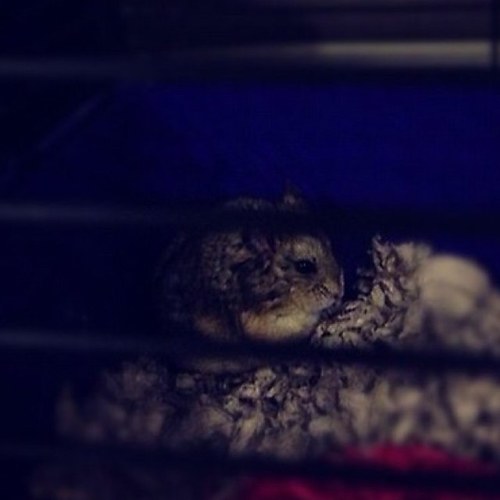 Hi, im PAC, JB's hamster. I hope we meet soon(: