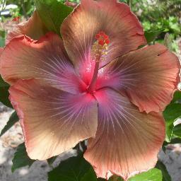 Specializing in the hybridization of Roses, Hibiscus & other beautiful flowering plants