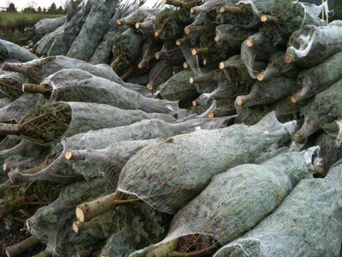 We supply locally grown Christmas trees to businesses & residents. Order online & have your tree delivered put up & collected in the new year. It's easy & cheap