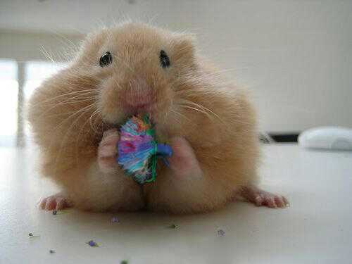 ThisIsMuthu6277's profile picture. i muthu i no homo pete my wife i llama