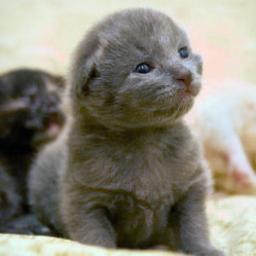 Alex_JuneJ's profile picture. 