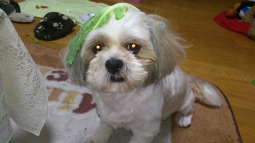 まるぺきの愛犬マモルに癒されながら、日々暮らしています🐶写真は先住犬まりも🌈🐶世間で言うところのいわゆるミーハーです。
BS・CS番組・旅・犬・猫・ヴィヴィアン・ウエストウッド・太田和彦さんが好きです🍶最近はオンライン英会話で苦手な英語を勉強中。