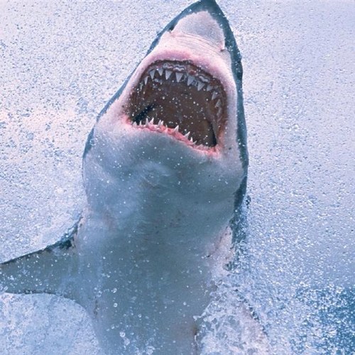 Legit_KGriff's profile picture. From Vernon,BC Getting Bachelor FilmStudies deg @SAIT/UofC. FilmMaker/SportFan/MovieBuff/Vegetarian/Lover/Stoner. Support WildLife Preservation/Legalizing Weed