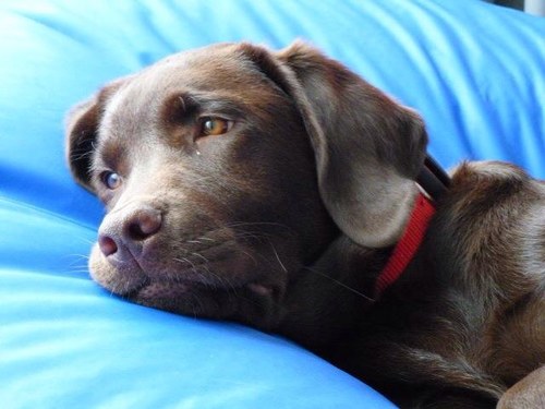 Laidback, funny, proud owner of a choc lab called Jasper with @ceejay77.