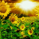 Ri_Ama21ng - @CherryLin89 - Twitter