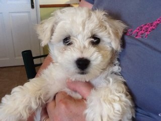 isacamden's profile picture. Accountant at Ludlow Racecourse since 1980, hope to semi-retire soon ! All comments expressed are my own personal views.