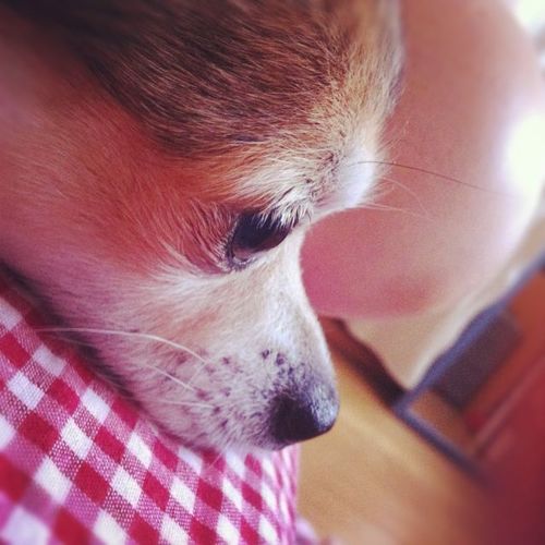 くだらないことしかつぶやきません。
