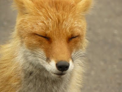 鰯さんのプロフィール画像