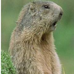 alanOesquilo's profile picture. Coisas da vida.