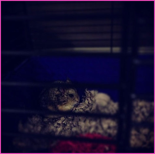I'm Justin's hamster named PAC. Ill see you on tour. #Believe