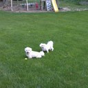 Cheryl Coy - @ccoy71 - Twitter