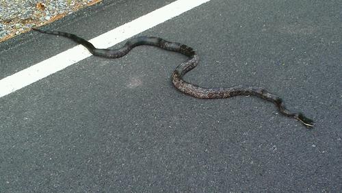 camarokid369's profile picture. 