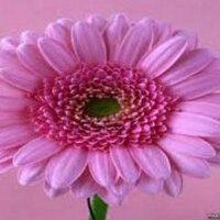 Dreams of Dancing (@dreamsofdancing) 's Twitter Profile