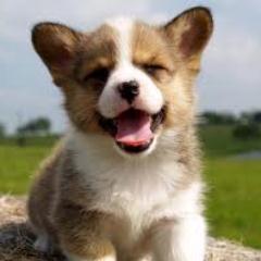 barandogan13's profile picture. 