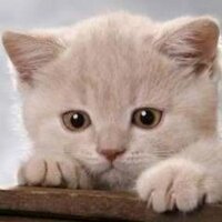 LaQueTeSorprende (@mundoswd) 's Twitter Profile