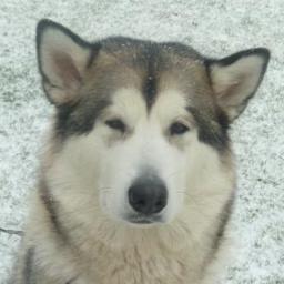 Naga chillis, malamutes and the Blaze. Hello.