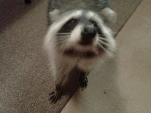 cooncatkim's profile picture. Men and Women contact Facebook group HELP MEET SINGLES or Coon Cat Kim on Facebook-to become member.For every Jack,there's a Jill.