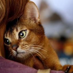 meow