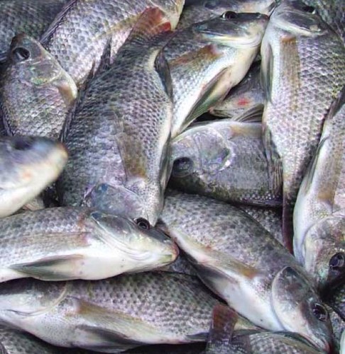 Official Twitter account of the Fisheries Branch of the South African Department of Agriculture, Forestry and Fisheries.