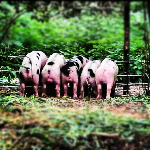 Outdoor reared - free range pigs in Surrey woodland.