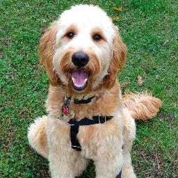 YourDoggyBK's profile picture. Premium Pet Food, Supplies & Grooming in Brooklyn, NY