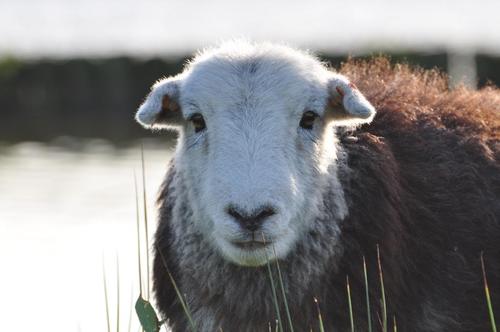 Get the Flemish herdwick population towards a higher quality, better known in the lowlands and on the continent and closer related with Cumbrian standards.