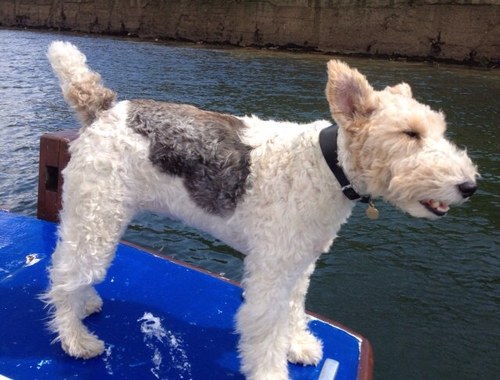 The day to day life of Tilly the wire foxed terrier from cornwall