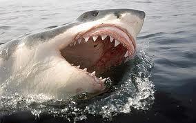 Carcharodon carcharias, more commonly known as the Great White Shark is an endangered species.