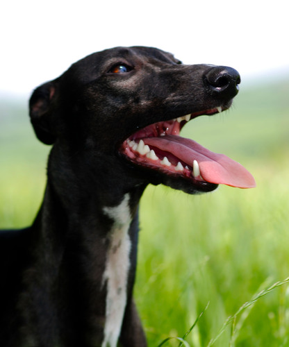 I'm the famous black whippet Lavinia Love! Gracie to my friends! Join me on my adventures, zooming on the beach to winning in the show ring. Sponsor's Redpaw