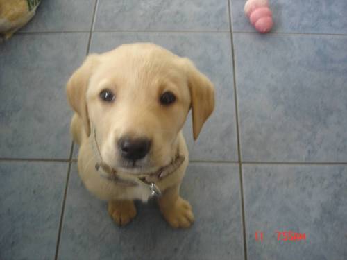 My name is Millie and I am a young Labador pup and My  Mum wants to work for the police one day