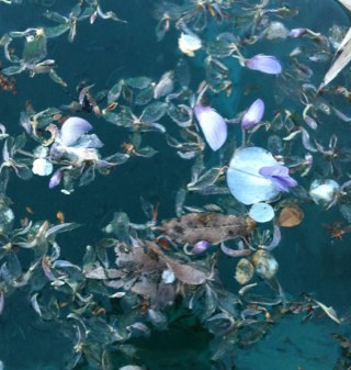 elenaregola's profile picture. 